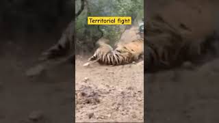 Territorial fight in Tigers wildlife ranthambhorenationalpark shortsviral trending shortsfeed [upl. by Dnumde133]