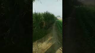 organic winter vegetables farming shortvideo nature farming reels trending village life [upl. by Ary]