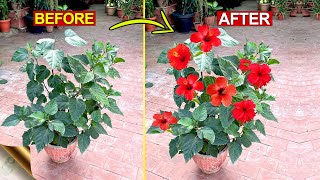 10 SECRETS TO INCREASE FLOWERING IN HIBISCUS  Hibiscus Plant Care Tips and Bloom Booster Hacks [upl. by Yenruogis731]