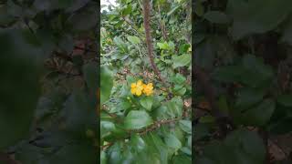 Ochna Serrulata music lyrics song cover unstoppable flowers bunga nature covermusic [upl. by Cohe]