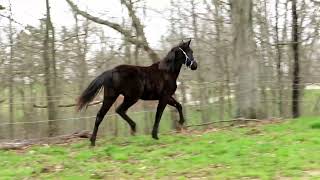 duke standardbred morgan cross stallion 18 months old [upl. by Ylimme247]