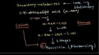 Penicillin production biosynthesis [upl. by Leorsiy]