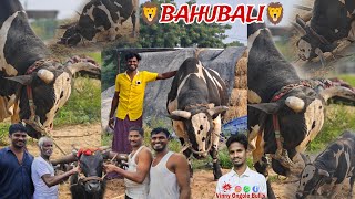 ❤️🔥 BAHUBALI ❤️🔥 THE POWERFUL DEVIL OF KINGDOM 🦁🦁🦁 subbugorla6140 [upl. by Marline]