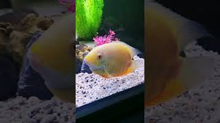 Gold Severum cichlid [upl. by Ailla]