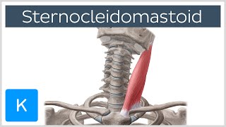 Sternocleidomastoid Muscle Function amp Anatomy  Human Body  Kenhub [upl. by Nnaira]