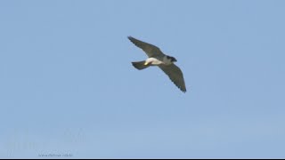 Wanderfalke im Flug Peregrine falcon in flight [upl. by Gabey]