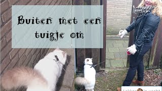 Hoe leer je je kat buiten te lopen aan de lijn [upl. by Relyhcs]