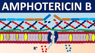 Amphotericin B  Mechanism side effects precautions and uses [upl. by Atirres890]