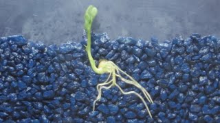 Time Lapse of Pea Shoot  Root Growth [upl. by Ayerim]