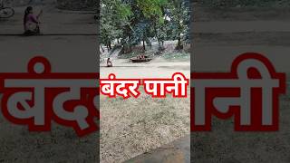 बंदर मटके में पानी पी रहा है पानी भरने आया तो देखिए [upl. by Nolyk]