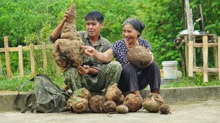 Live Happily With Grandparents Harvest Stephania Erecta and dry it for traditional medicine [upl. by Ashbaugh262]