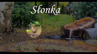 Nowy Gość w Zakątku  Słonka Scolopax rusticola [upl. by Marinna]