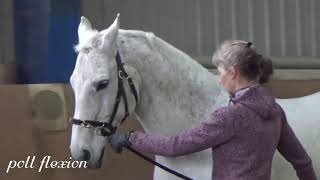 Master Instructor Melanie Bulmahn with variations on lunging [upl. by Annahsed]