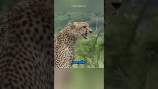 Why cheetahs cant roar shorts facts [upl. by Stoddard]