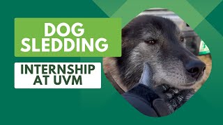 Dog Sledding Internship at UVM [upl. by Erdnad]