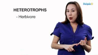 Learn Biology Autotrophs vs Heterotrophs [upl. by Nywra353]