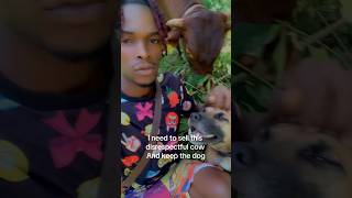 this Jamaican cow is too disrespectful [upl. by Vinson]