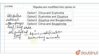 Stipules are modified into spines in [upl. by Lisab]