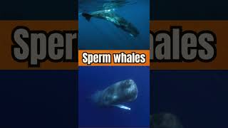 Fake or Fact Whale sick science facts [upl. by Balthazar]