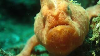 Facts The Frogfish [upl. by Juni933]