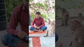 Monkey funny😋🐒 video  Sanjay Bedardi  funny Bandar  शरारती बंदर monkey trending video comedy [upl. by Vaasta409]