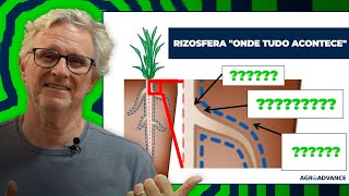 Rizosfera O que é como funciona e sua importância para as plantas Prof Paulo Mazzafera explica [upl. by Gnart519]