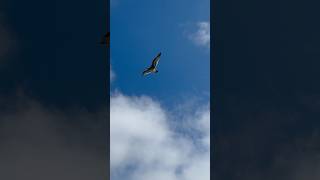 Seagull Escorting the Ferry to Channel Islands 🌊🇺🇸🦅 california wildlife [upl. by Rodina]