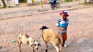 FIZ O ANAO LEVAR OS CARNEIROS PRA TOMAR SORVETE NA CIDADE [upl. by Parthen481]