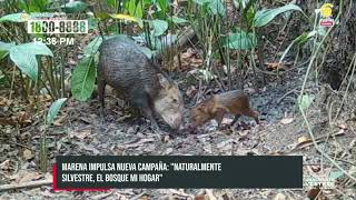 MARENA impulsa nueva campaña «Naturalmente Silvestre el Bosque es mi Hogar» [upl. by Ihskaneem391]