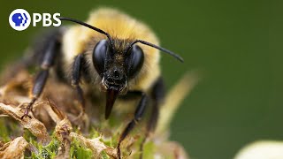 The Power of Pollinators [upl. by Olav]