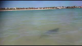 Sharks at playa Caleta de Fuste Fuerteventura tiburones Canary Islands Islas Canarias [upl. by Cimbura]