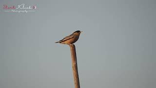 Short Kilck 03 Brahminy Starling [upl. by Ermanno]