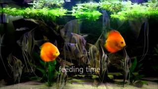 eMWus Pterophyllum Altum and Discus fish aquarium  2nd HD video [upl. by Esirehs]