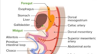 Development of Gut single model  2nd Year MBBS OSPE [upl. by Oderf]