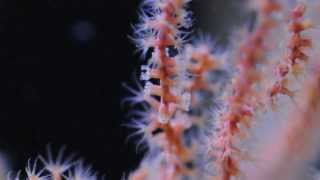 Astrogorgia sp nonphotosynthetic gorgonian [upl. by Parette]