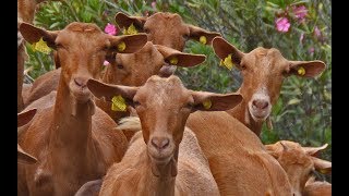 💚 La cabra MALAGUEÑA Ardales Málaga 🐐🐐🐐🐐 [upl. by Penoyer]