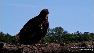 Decorah North 7124 DN18 perched on pasture branch closeups [upl. by Brandyn]