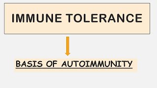 Immune Tolerance  Recent Update  Autoimmunity [upl. by Anniala132]