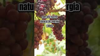 ¿Sabías esto sobre las uvas 4 beneficios que no conocías SaludConUvas [upl. by Ayatahs]