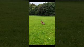 Hares up close with drone hare drone djimini4pro upclose nature [upl. by Corbett]