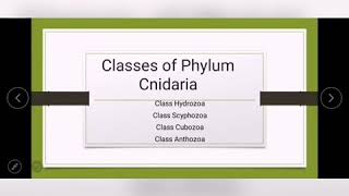 Classes of Phylum Cnidaria Class Hydrozoa Class Scyphozoa Class Cubozoa Class Anthozoa [upl. by Torres]