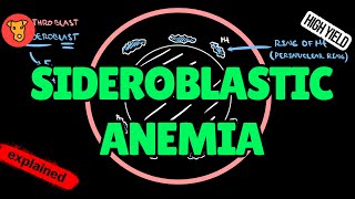 SIDEROBLASTIC ANEMIA Pathogenesis of clinical symptoms Etiology Treatment for USMLE [upl. by Waldemar]