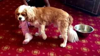 Cavalier king charles spaniel in pain attack syringomyelia [upl. by Drue912]