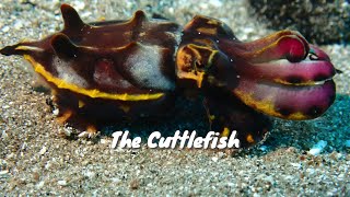 Cuttlefish MAGIC Caught on Camera in the Philippines [upl. by Annayat251]