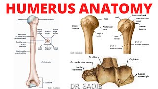 Humerus Anatomy [upl. by Worthington535]