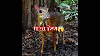 MOUSE DEER  माउस हिरण shorts mouse deer mousedeer facts [upl. by Roane568]