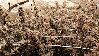 PHAT Tent HARVEST DAY Gush Mints Red Pop Runtz Buttonz Rainbow Chip Week 9 zpstrains [upl. by Edecrem]