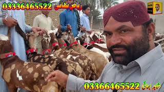 shera print lailpuri praignt goats at bismillah Goat Farm goat farming in Pakistan goat business dgk [upl. by Eiramassenav]