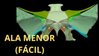 ALA MENOR DEL ESFENOIDES 3D FÁCIL [upl. by Ettennor]