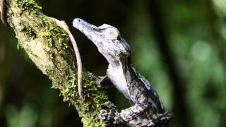 Uroplatus fimbriatus giganteus [upl. by Dylane]